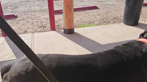 I have the BEST home protection dog training system!