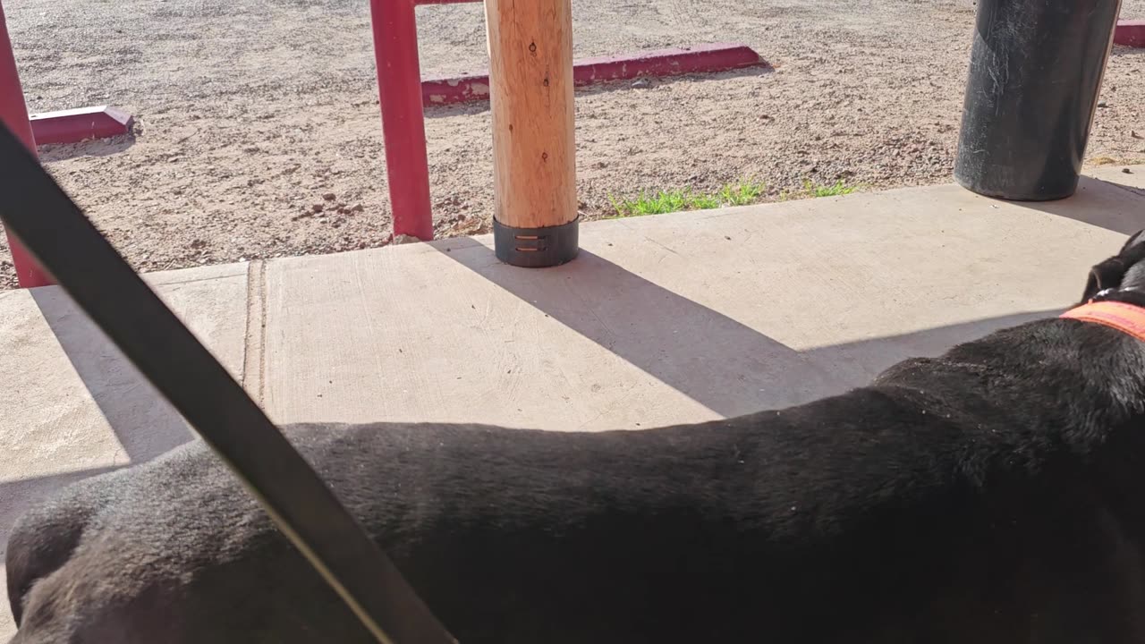 I have the BEST home protection dog training system!