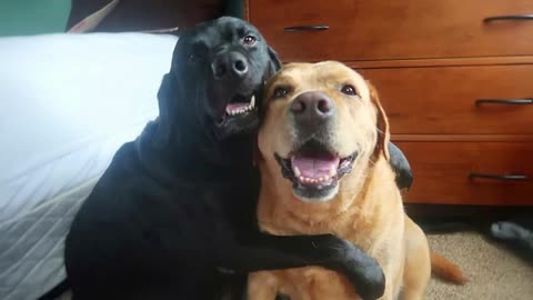 Funny animal video that will make you day ❤️.