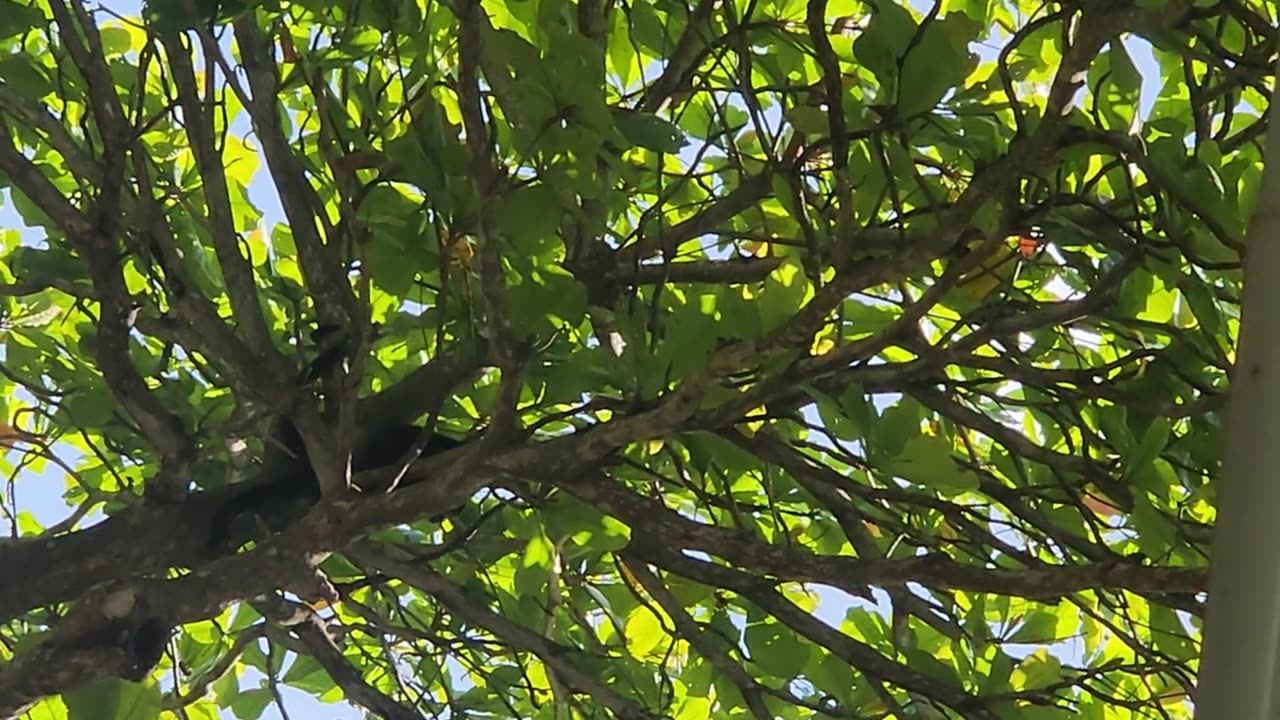 1st monkey we've seen at the beach house