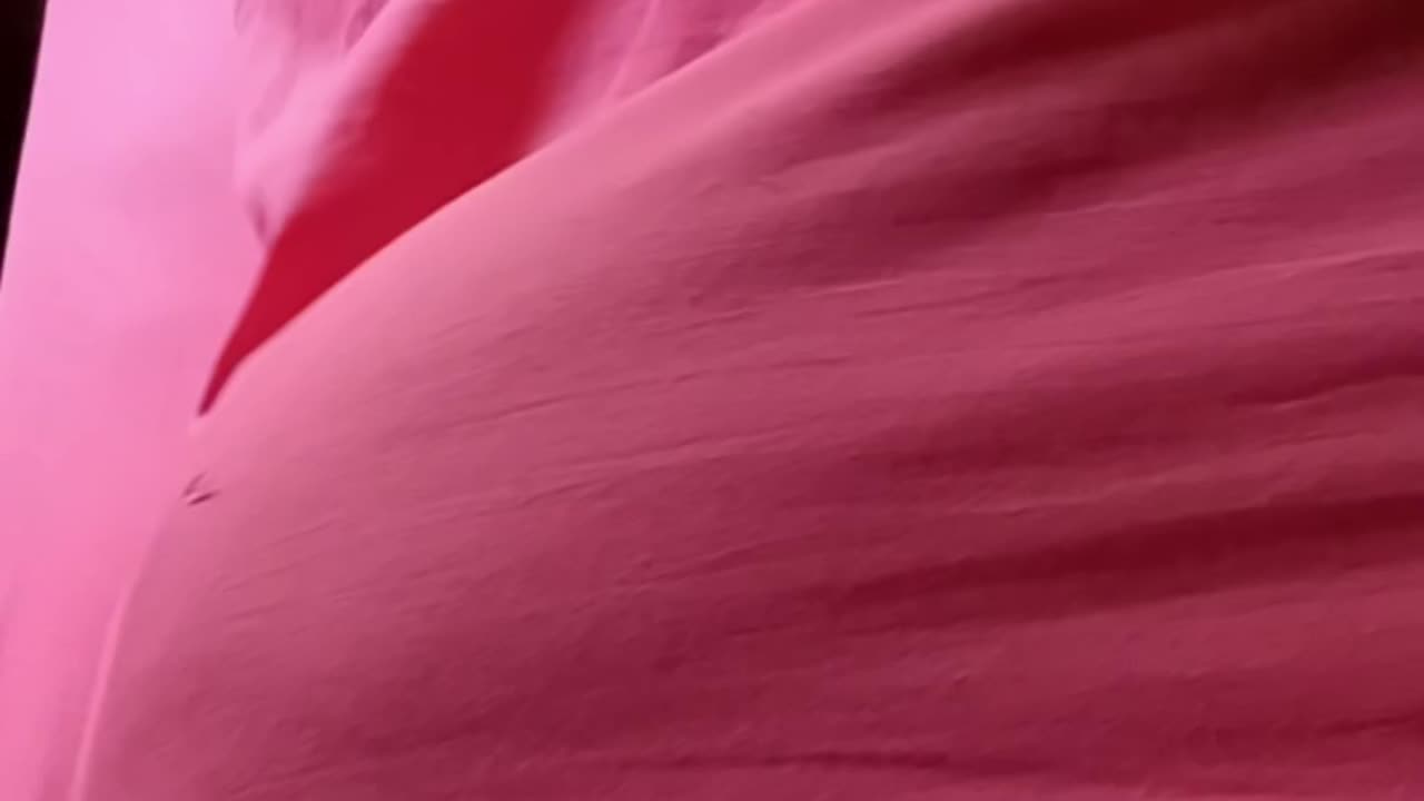 Where did the ferret go?