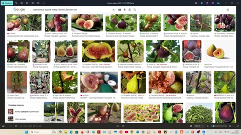 Инжир в средней полосе? Канадские адаптированные, Израильские межвидовые гибриды, Аргументы есть!