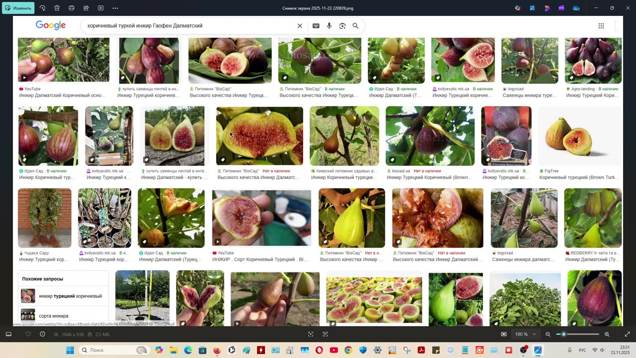 Инжир в средней полосе? Канадские адаптированные, Израильские межвидовые гибриды, Аргументы есть!