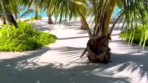 the beauty of the beach trees