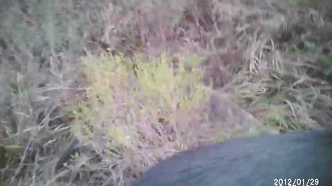 Jagdterrier hog hunting