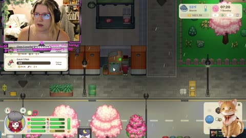 Chicken Live Stream