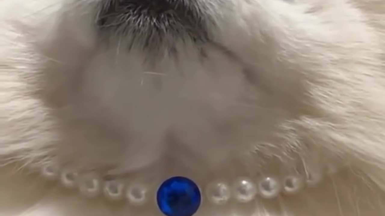 such a beautiful dog 😍