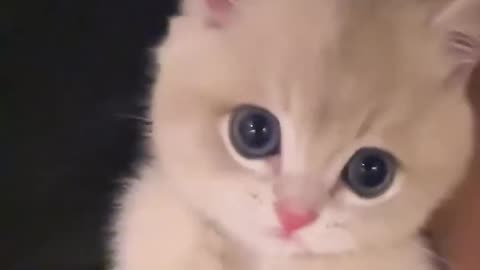 Spotlight on the Kitten Again Today!