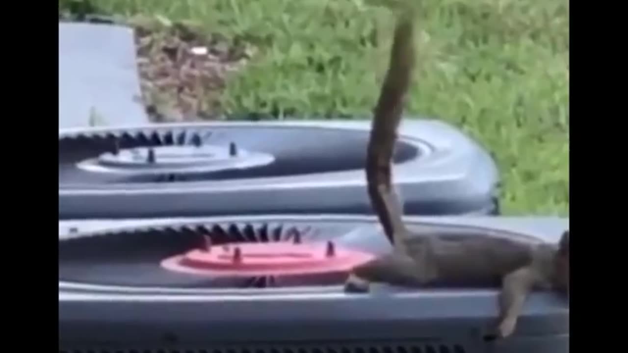 fuuny video