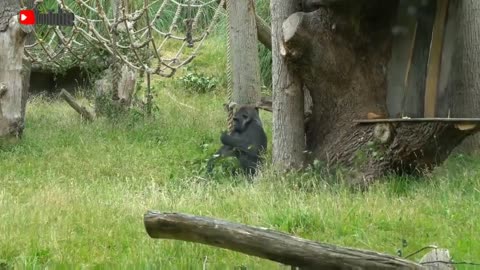 Best Animal Kingdom