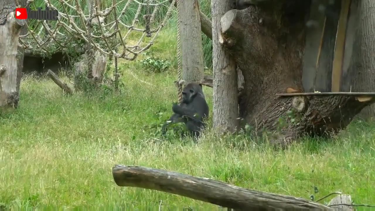 Best Animal Kingdom