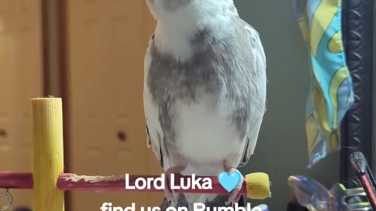 He Pleads The Fith