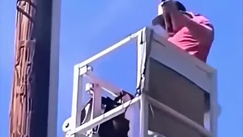 Wasp Panic