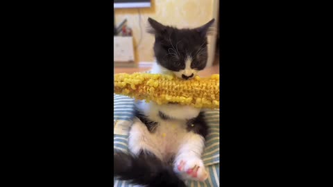 A Cute Cat Eats A Cob of Corn For 5 Solid Minutes (w/ Master P BGM)