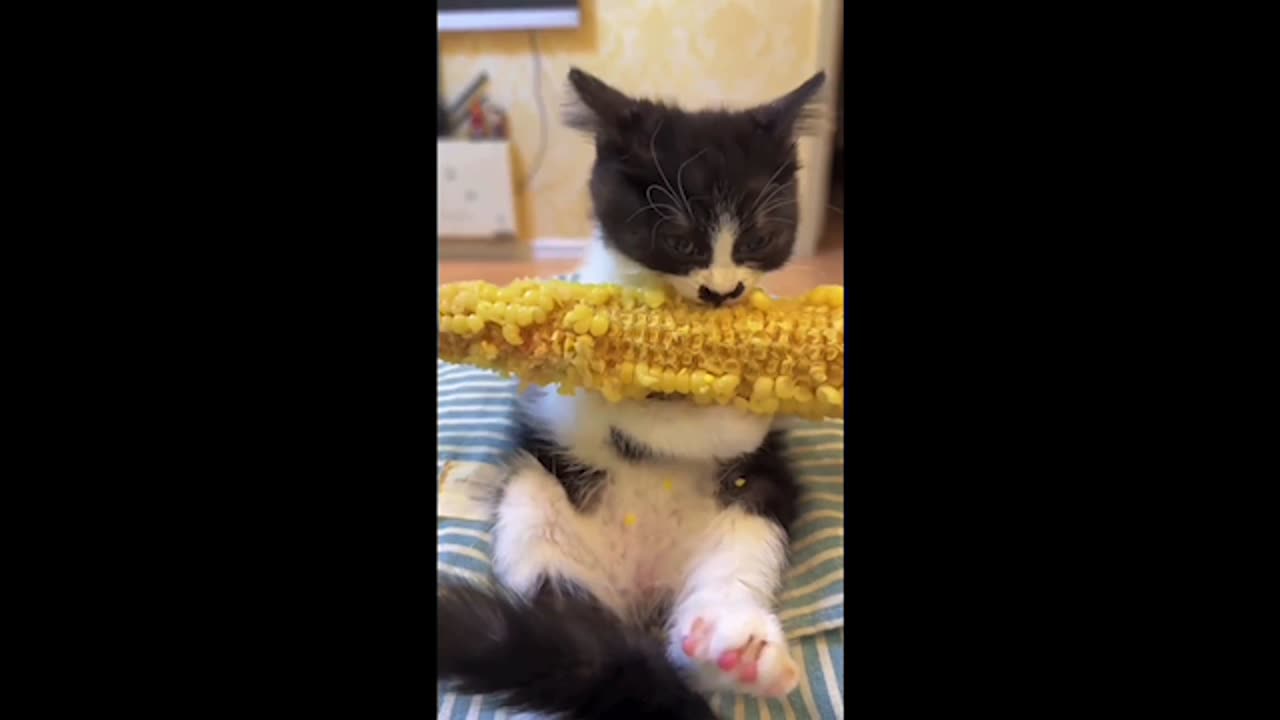 A Cute Cat Eats A Cob of Corn For 5 Solid Minutes (w/ Master P BGM)