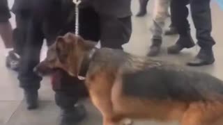 Chicago: violent altercation at 69th Red Line when a group of men confronted CTA K-9 officers