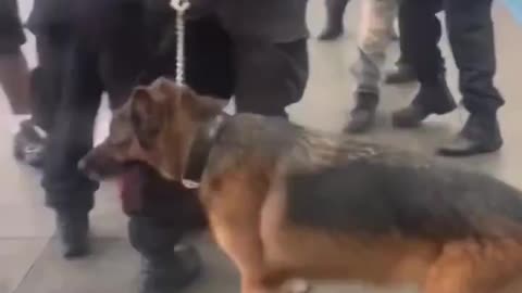 Chicago: violent altercation at 69th Red Line when a group of men confronted CTA K-9 officers