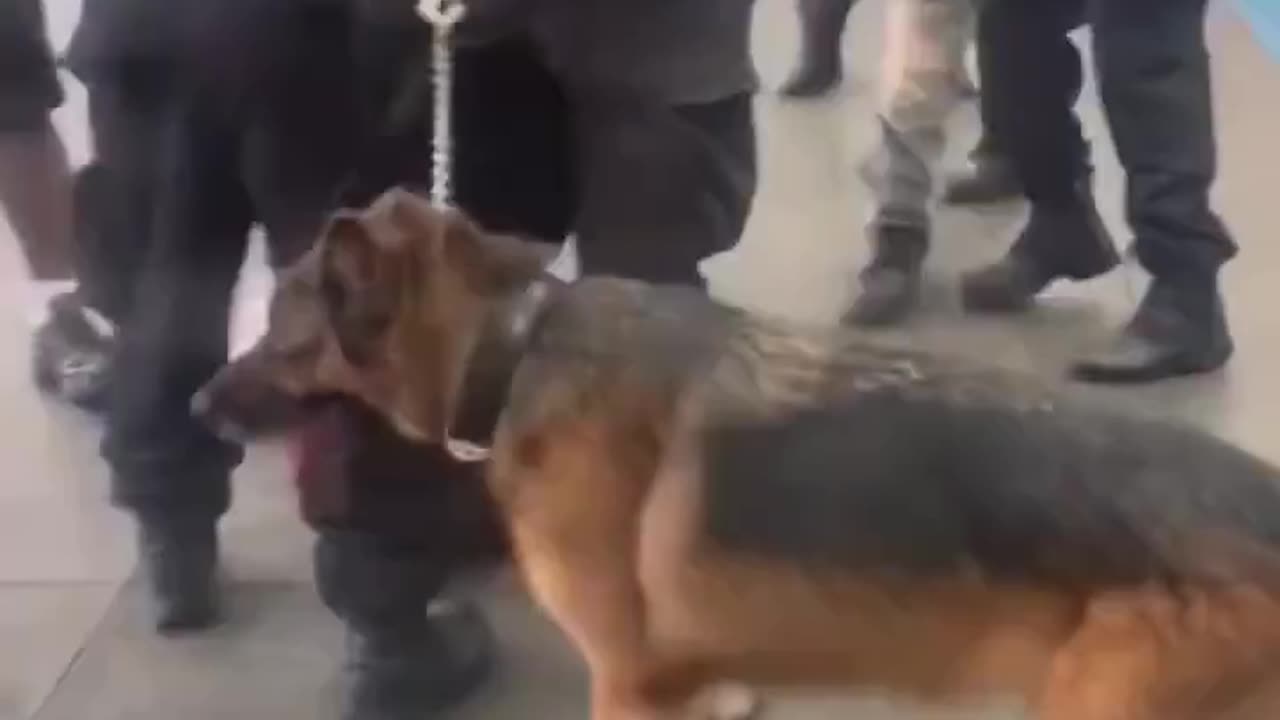 Chicago: violent altercation at 69th Red Line when a group of men confronted CTA K-9 officers