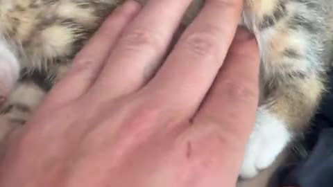Abandoned Kitten's Happy Ending