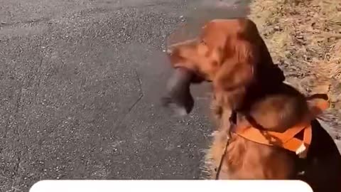 Wrong Bone