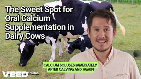 The Sweet Spot for Oral Calcium Supplementation in Dairy Cows:Timing is Everything