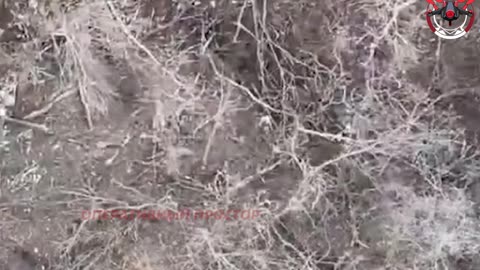 ボロバヤ方面ナジヤの戦い