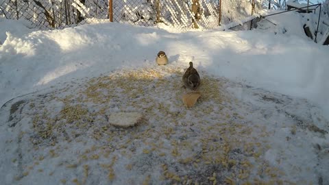 Cute Animal Ep129