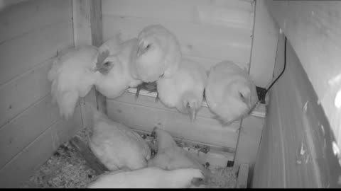 Chicken Live Stream