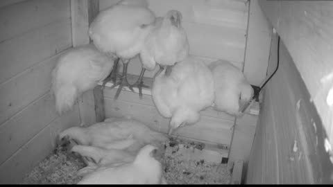 Chicken Live Stream