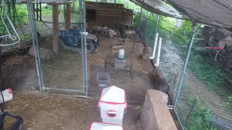 Chicken Live Stream