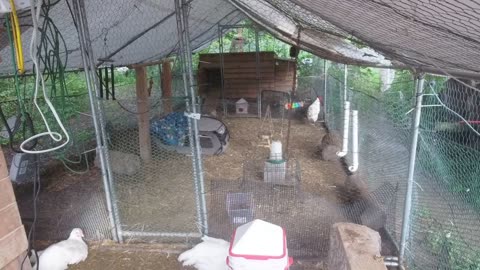 Chicken Live Stream
