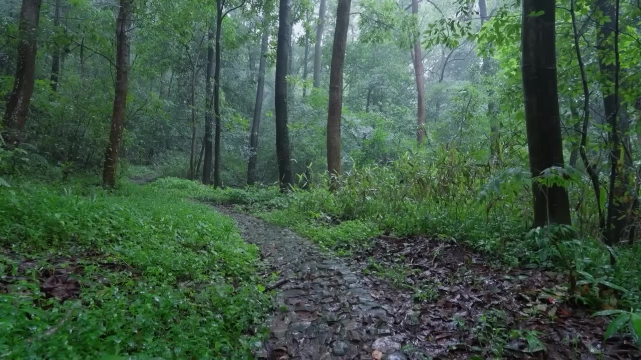 The beautiful forest is raining