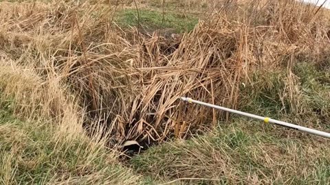 Crazy Attack Raccoon