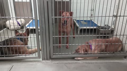 Fable Everest 5&2y A87064&A872926 Bruno Dexter 3&2y A869015 A814380 kennel 217&218 PACC shelter