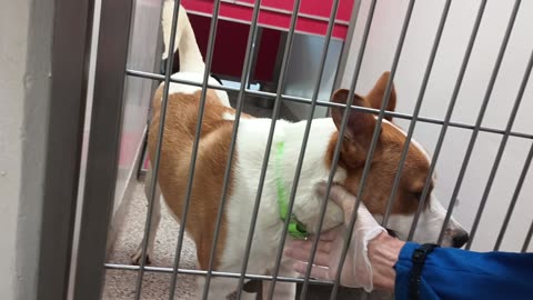 Shoto 1y A851230 Holly 2y A858657 kennel 186 PACC shelter20250625_996