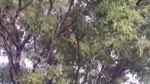 Cutting tree branches using ultra high energy laser cannon