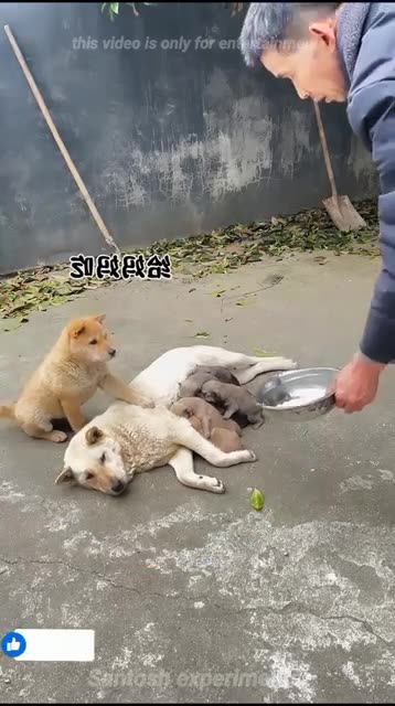 Tiny Hero Dog’s Heartwarming Act Will SHOCK You! 🐶❤️