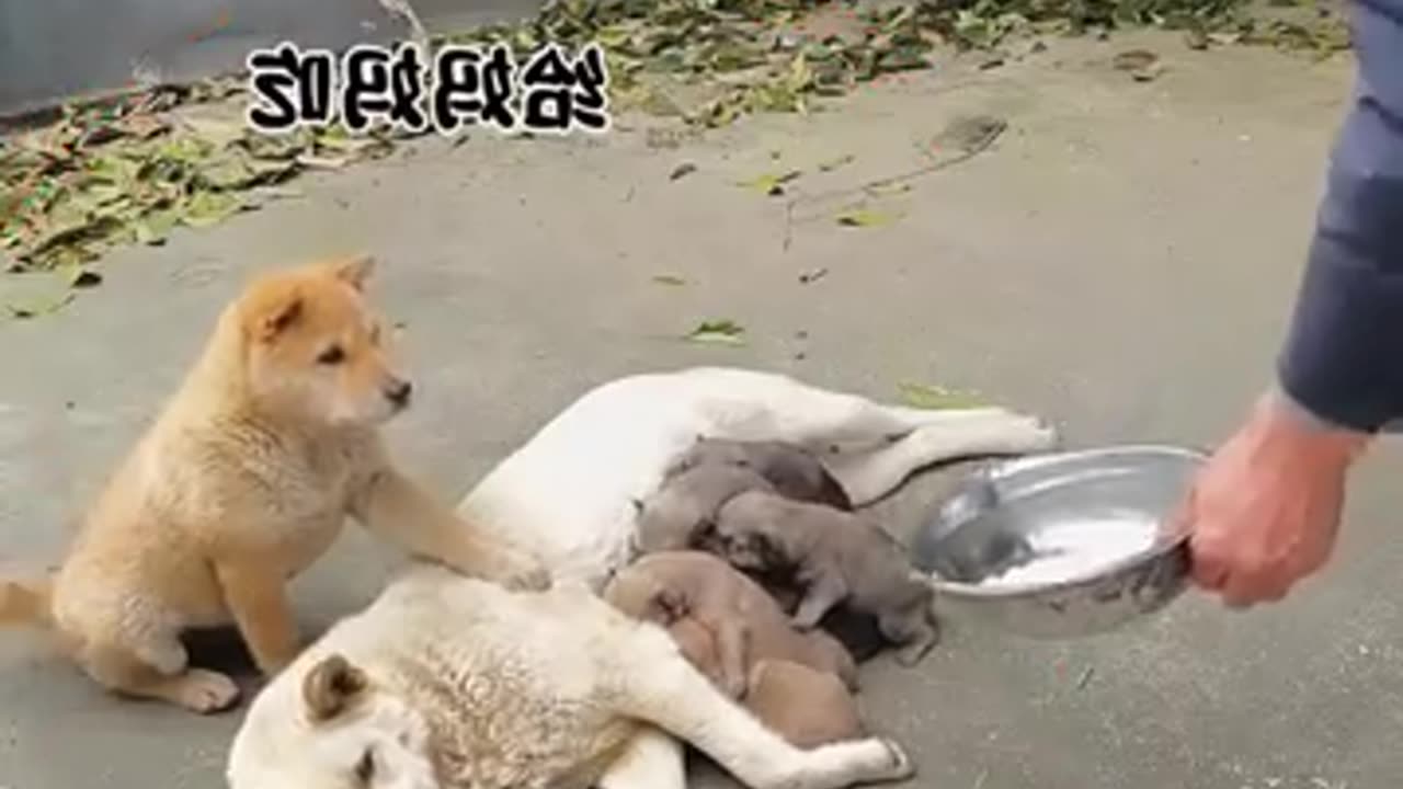 Tiny Hero Dog’s Heartwarming Act Will SHOCK You! 🐶❤️