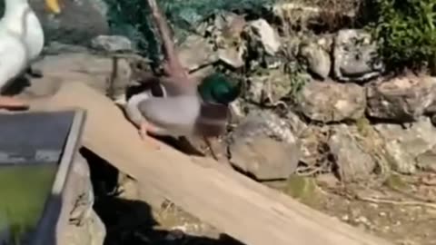 Ducks also love to play on slides 🦆😄