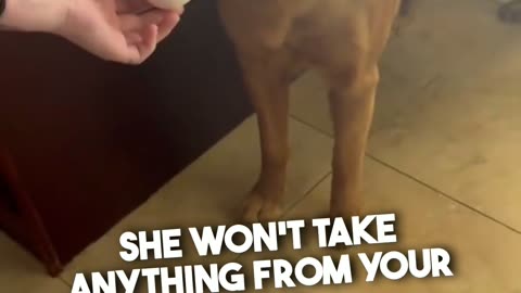 ​They Said Dogs Would Be Gentle😂