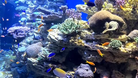 Tropical Fish at The Birch Aquarium in San Diego