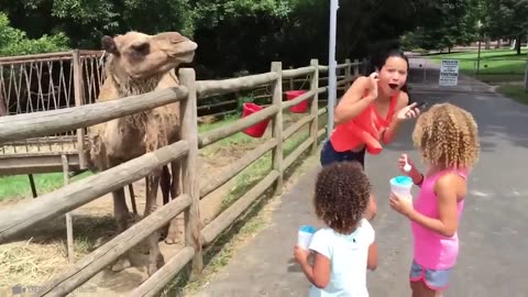 Most unavailable animal Moment