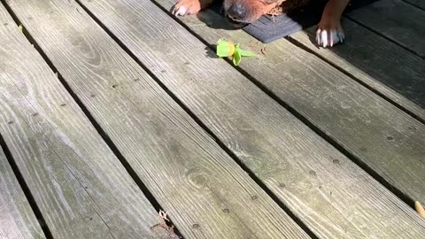 😂🌼 Watch a Cute Animal Derp for No Reason! | FunFM