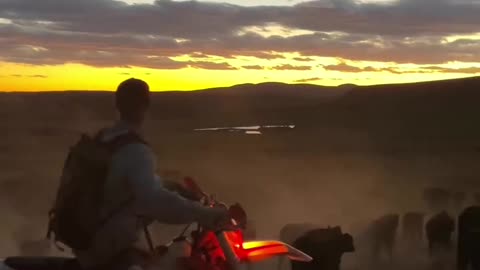 Moving Cows to a New Pasture at Sunset. cartercountrymeats.com