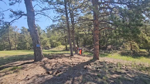 Removing Trees & Shade from Solar Panels