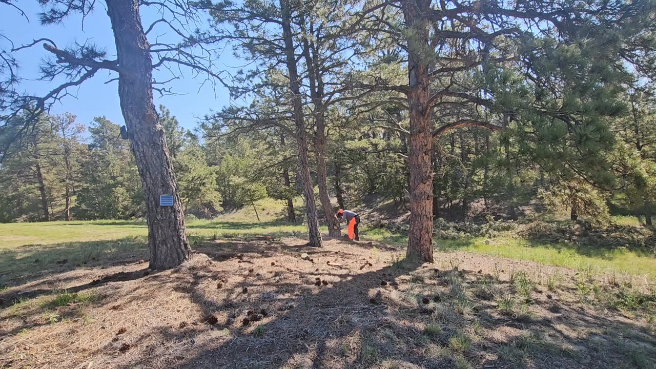 Removing Trees & Shade from Solar Panels