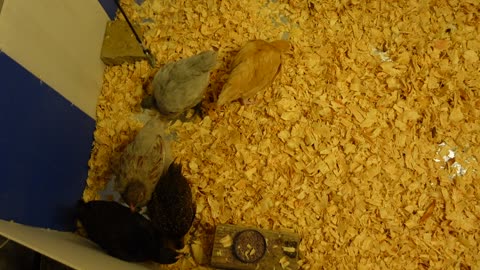 Chicks 6-11-25