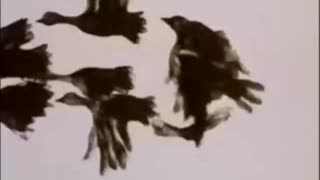 Caroline Leaf (Кэролайн Лиф) - Сова, которая женилась на утке - Full film