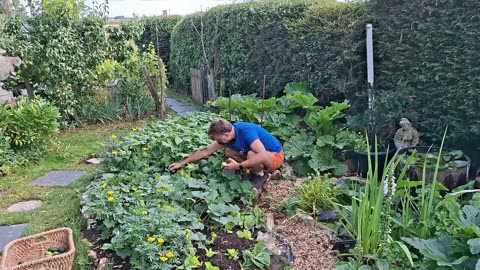 Pickling Cucumbers & French Beans: Fast Mid Summer Harvest!