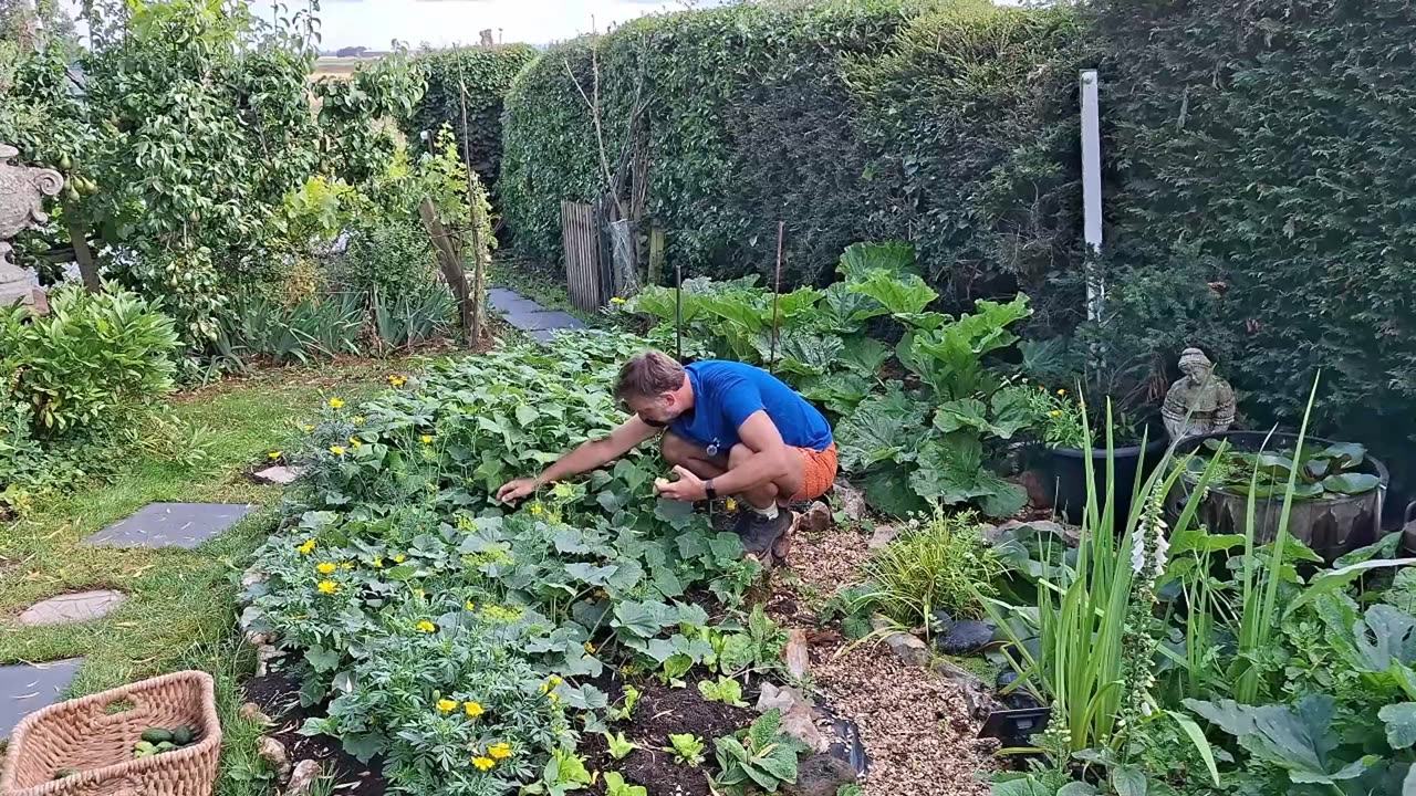 Pickling Cucumbers & French Beans: Fast Mid Summer Harvest!